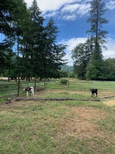 43 acres-2 dwellings in beautiful Sunny Valley-Southern Or. - image 45