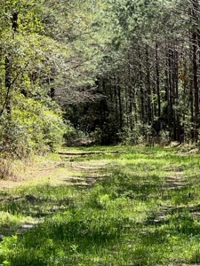 Land For Sale in Holmes County, Florida - image 16