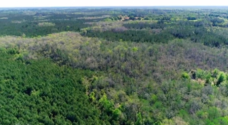 Land For Sale in Holmes County, Florida - image 39