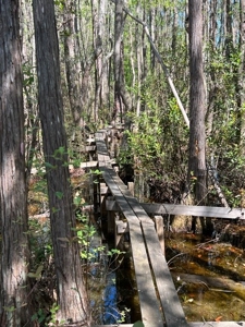 Land For Sale in Holmes County, Florida - image 11