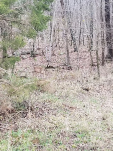 40 Acre Madison County, AR Recreation Property For Sale - image 2