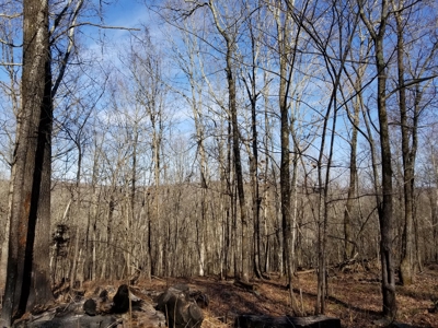 40 Acre Madison County, AR Recreation Property For Sale - image 5