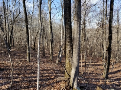 40 Acre Madison County, AR Recreation Property For Sale - image 9