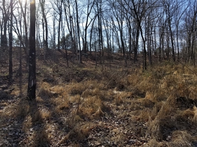 40 Acre Madison County, AR Recreation Property For Sale - image 11