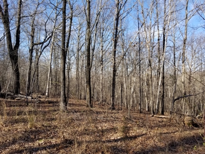 40 Acre Madison County, AR Recreation Property For Sale - image 10