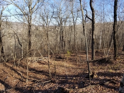 40 Acre Madison County, AR Recreation Property For Sale - image 8