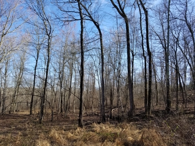 40 Acre Madison County, AR Recreation Property For Sale - image 3