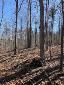 Land for sale near Piedmont Missouri - image 4