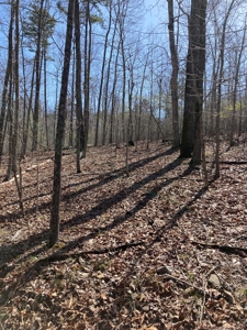 Land for sale near Piedmont Missouri - image 3