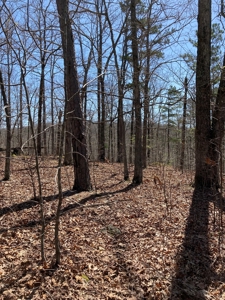 Land for sale near Piedmont Missouri - image 25