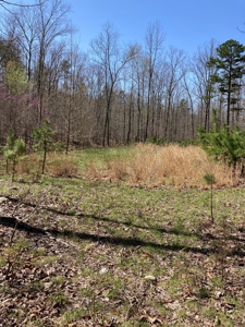 Land for sale near Piedmont Missouri - image 21