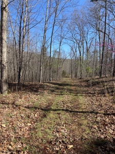 Land for sale near Piedmont Missouri - image 2