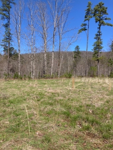 Land for sale near Piedmont Missouri - image 10