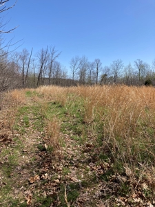 Land for sale near Piedmont Missouri - image 15