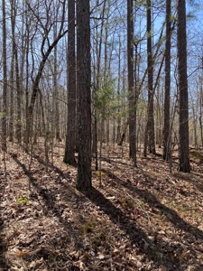 Land for sale near Piedmont Missouri - image 11