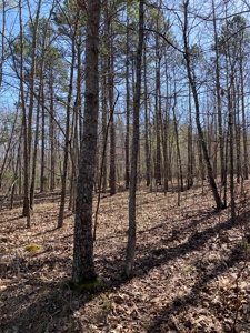 Land for sale near Piedmont Missouri - image 12