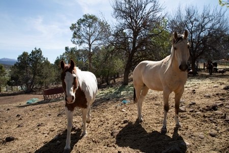 Colorado cattle ranch with grazing permits for sale - image 3