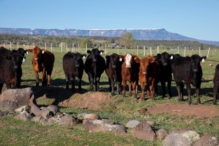 Colorado cattle ranch with grazing permits for sale - image 8