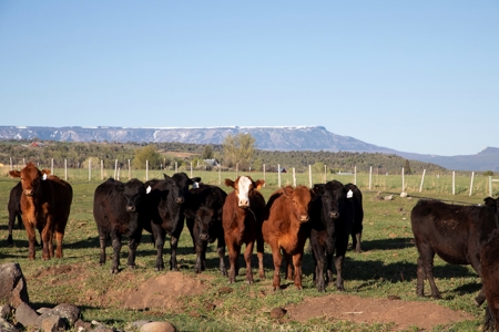 Colorado cattle ranch with grazing permits for sale - image 6