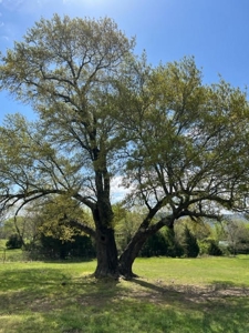 Log Cabin & Acreage for Sale Clayton, Ok; Country Home SE/OK - image 4
