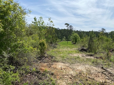186.5 Acre Hunting Land for Sale Amite County, MS - image 10