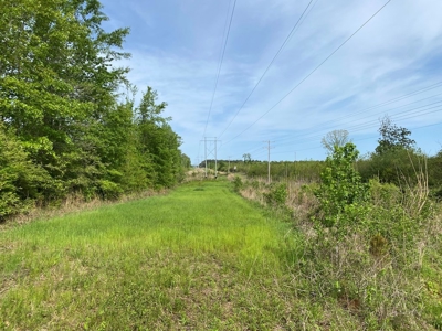 186.5 Acre Hunting Land for Sale Amite County, MS - image 4