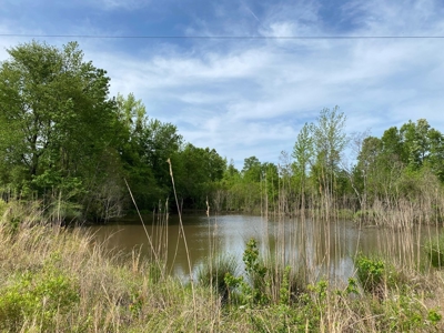 186.5 Acre Hunting Land for Sale Amite County, MS - image 5