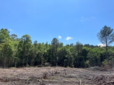 Planted Pine w/ County RD access for Sale near Stephens, AR - image 5
