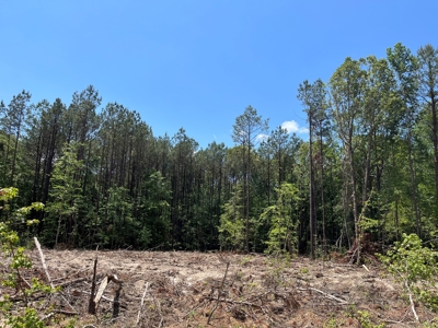 Planted Pine w/ County RD access for Sale near Stephens, AR - image 10