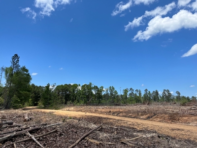 Planted Pine w/ County RD access for Sale near Stephens, AR - image 6