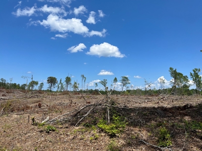 Planted Pine w/ County RD access for Sale near Stephens, AR - image 7