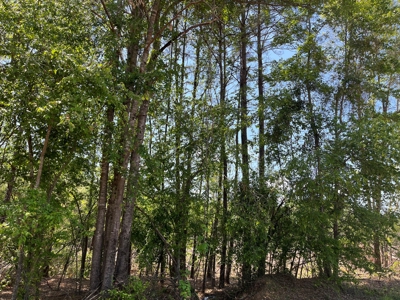 Planted Pine w/ County RD access for Sale near Stephens, AR - image 8