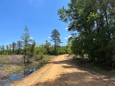 Planted Pine w/ County RD access for Sale near Stephens, AR - image 1