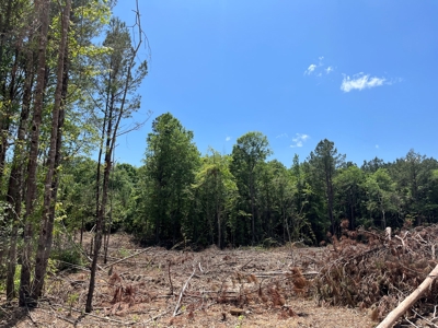Planted Pine w/ County RD access for Sale near Stephens, AR - image 4
