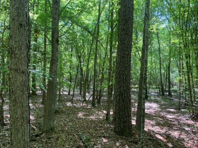 Timberland W/ County Rd Frontage For Sale Near Stephens, Ar - image 5