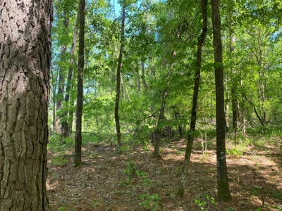 Timberland W/ County Rd Frontage For Sale Near Stephens, Ar - image 3