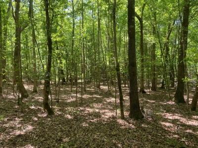 Timberland W/ County Rd Frontage For Sale Near Stephens, Ar - image 7