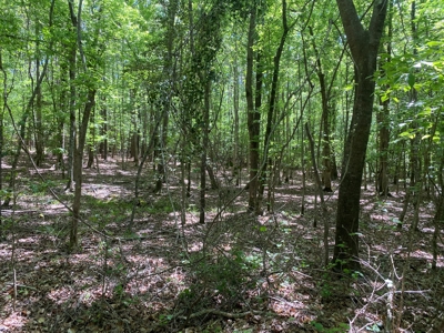 Timberland W/ County Rd Frontage For Sale Near Stephens, Ar - image 4