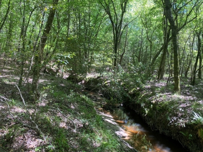 Timberland W/ County Rd Frontage For Sale Near Stephens, Ar - image 6