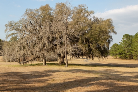 3/3 Brick Home on 98 Acres in Live Oak, FL For Sale - image 15