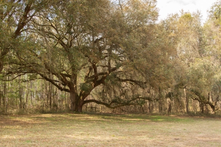 3/3 Brick Home on 98 Acres in Live Oak, FL For Sale - image 9