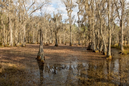 3/3 Brick Home on 98 Acres in Live Oak, FL For Sale - image 16