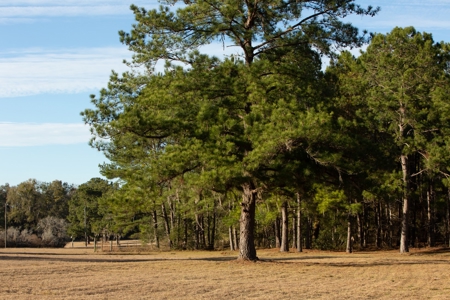 3/3 Brick Home on 98 Acres in Live Oak, FL For Sale - image 3