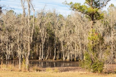3/3 Brick Home on 98 Acres in Live Oak, FL For Sale - image 4