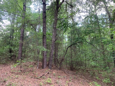 Timberland for Sale near Camden, AR w/ Res. Road Frontage - image 1