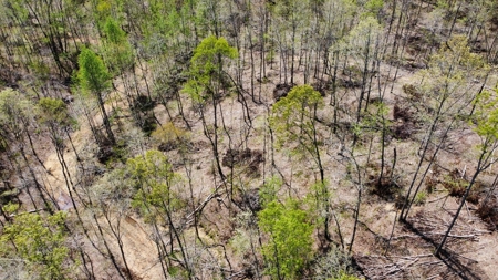 Land for Sale with Acreage in Lewis County Tennessee - image 8
