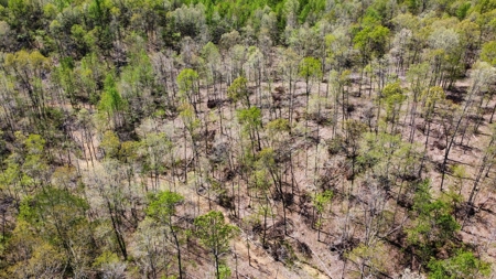 Land for Sale with Acreage in Lewis County Tennessee - image 2