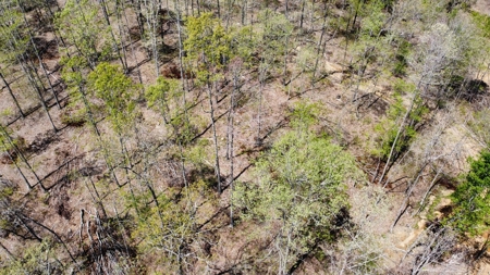 Land for Sale with Acreage in Lewis County Tennessee - image 7
