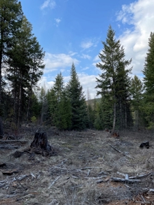 Montana Getaway, Perfect for Your Dream Home - image 5