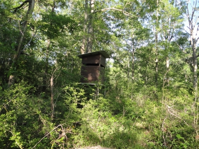 Land For Sale Hardwood Timber Amite County Magnolia MS - image 15